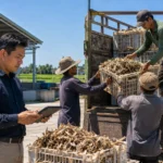 SAF Feedstock Mobilization: Structuring Rural Offtake Agreements